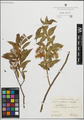 Foto von Salix pentandra L. x Salix triandra L.